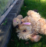 Playing with my toy rabbit!