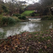 Otter on the River Allen, Wimborne!