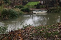Otter on the River Allen, Wimborne!