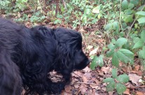 Interesting smells on our Dog Walk today!