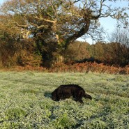 The first frosty Dog Walk this winter!