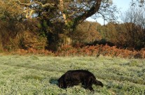 The first frosty Dog Walk this winter!