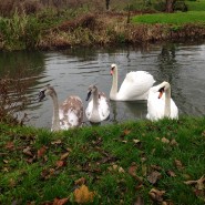 Max meets Swans on our Dog Walk this morning!