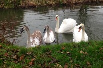 Max meets Swans on our Dog Walk this morning!