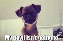 A Doggy pic to make you Smile!