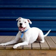 Battersea Dogs & Cats hits 150k followers! Fantastic!