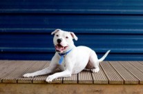 Battersea Dogs & Cats hits 150k followers! Fantastic!