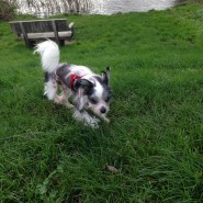 Dog walk today along the River Stour, Wimborne