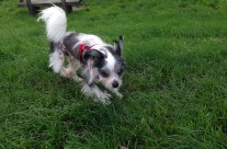 Dog walk today along the River Stour, Wimborne