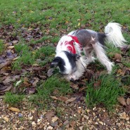 Dog Walk today along the River Stour, Wimborne!