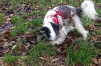 Dog Walk today along the River Stour, Wimborne!