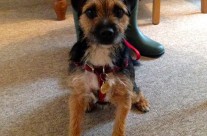 Testimonial from Morris