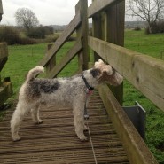 Dog Walk today at Eye Bridge, Wimborne