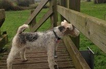 Dog Walk today at Eye Bridge, Wimborne