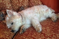 Home Visits for Four Paws’s newest dog, Millie!