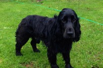 Star Dog of the week is Archie! Looking fabulous!