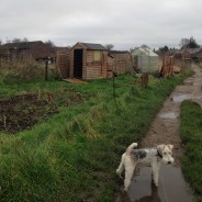 Dog Walk today through ‘Allotment Graveyard’, allotments at Cuthbury, Wimborne!