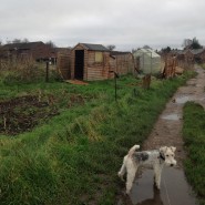 Dog Walk today through ‘Allotment Graveyard’, allotments at Cuthbury, Wimborne!