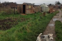 Dog Walk today through ‘Allotment Graveyard’, allotments at Cuthbury, Wimborne!