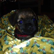 Meet our best Christmas pressie, puppy ToTo!