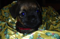 Meet our best Christmas pressie, puppy ToTo!
