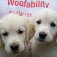 Woofability, training assistance dogs for the disabled people living in Dorset!