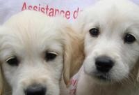 Woofability, training assistance dogs for the disabled people living in Dorset!