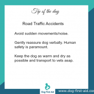 Dog Tip for Today, Road Traffic Accidents.