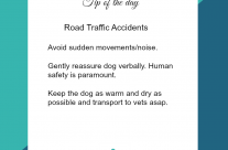 Dog Tip for Today, Road Traffic Accidents.