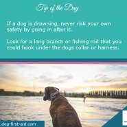 Tip for Today! If a dog is drowning …