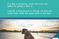 Tip for Today! If a dog is drowning …