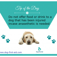 Tip for Today! Do not offer food or drink to a dog …