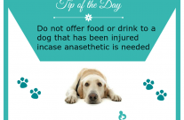 Tip for Today! Do not offer food or drink to a dog …