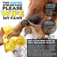 Be sure to clean your dog’s paws after walks during the winter!