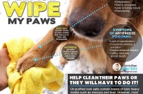 Be sure to clean your dog’s paws after walks during the winter!