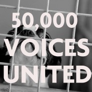 Protecting puppies – RSPCA (England & Wales), we’ve hit 50,000 signatures! …