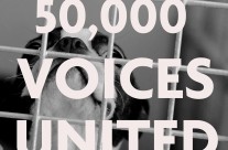 Protecting puppies – RSPCA (England & Wales), we’ve hit 50,000 signatures! …