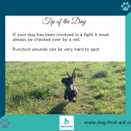 Dog Tip for today and isn’t he adorable!