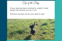Dog Tip for today and isn’t he adorable!