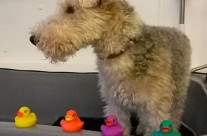 Four Paws Dorset’s Dog Max at (The Original) Posh Paws Dog Groomers, Merley, Nr wimborne