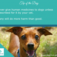 Tip for Today! Never give human medicine to your dog …