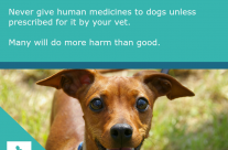 Tip for Today! Never give human medicine to your dog …