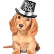 Wishing a Happy New Year to all Four Paws doggies and their families!