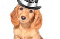 Wishing a Happy New Year to all Four Paws doggies and their families!