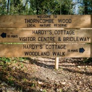 Dog walk for the weekend, Thorncombe Woods, Nr Dorchester, Dorset