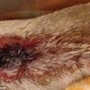 Article on the awful dog disease, Alabama Rot!