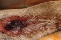 Article on the awful dog disease, Alabama Rot!