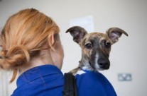 Do you know an animal charity hero? …