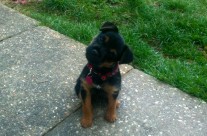 How long should I walk my puppy for?