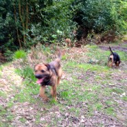 Having fun on their Dog walk at Cannon Hill Woods, Colehill, Nr Wimborne!